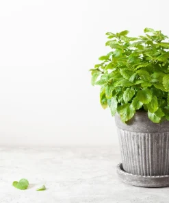 Lemon Balm Seeds - Melissa Officinalis Herb Flower - 1500 Seeds - Image 7
