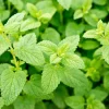 Lemon Balm Seeds - Melissa Officinalis Herb Flower - 1500 Seeds - Image 1