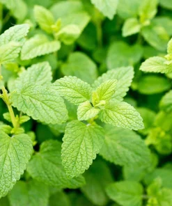 Lemon Balm Seeds - Melissa Officinalis Herb Flower - 1500 Seeds - Image 1