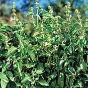 Lemon Basil Seeds - 100 Heirloom Herb Seeds for Garden & Kitchen - Image 1