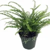 Lemon Button Fern Live Plant – 3.5" Pot – Nephrolepis cordifolia Duffii – Indoor Houseplant - Image 1