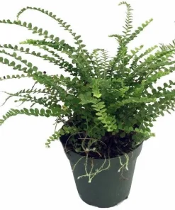 Lemon Button Fern Live Plant – 3.5