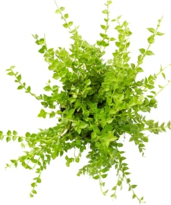 Lemon Button Fern Live Plant – 3.5