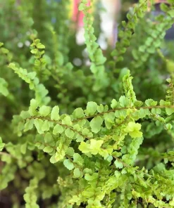 Lemon Button Fern Live Plant – 3.5