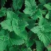 Lemon Catnip Seeds - Nepeta citrata - 100 Seeds - Aromatic Herb for Tea & Cats - Image 1