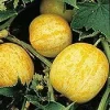 Lemon Cucumber Seeds - 130 Seed Pack - Tender Annual Vegetable for Garden - Image 1