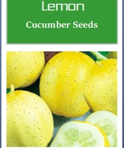 Lemon Cucumber Seeds | NON-GMO Cucumber Seeds | Heirloom Garden Seeds - Image 2