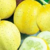 Lemon Cucumber Seeds | NON-GMO Cucumber Seeds | Heirloom Garden Seeds - Image 1