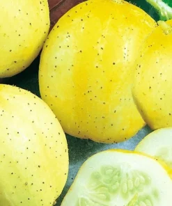 Lemon Cucumber Seeds | NON-GMO Cucumber Seeds | Heirloom Garden Seeds - Image 1