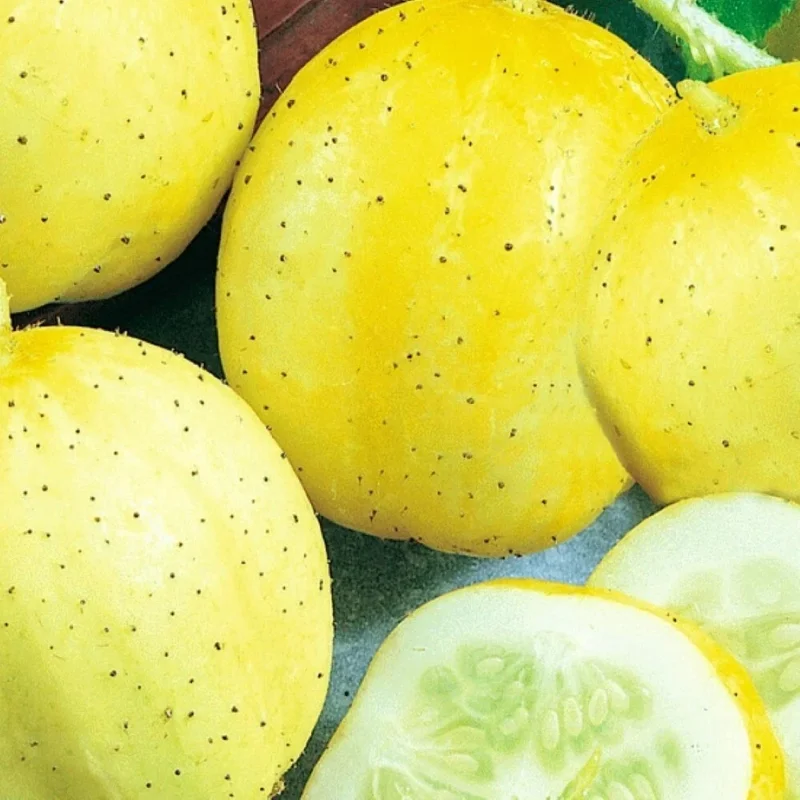 Lemon Cucumber Seeds | NON-GMO Cucumber Seeds | Heirloom Garden Seeds - Image 1
