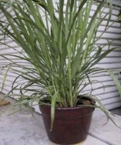 Lemon Grass Seeds – 50 Cymbopogon Herb Seeds – Perennial for Culinary & Medicinal Use - Image 3