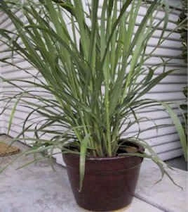 Lemon Grass Seeds – 50 Cymbopogon Herb Seeds – Perennial for Culinary & Medicinal Use - Image 3