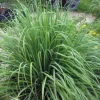 Lemon Grass Seeds – 50 Cymbopogon Herb Seeds – Perennial for Culinary & Medicinal Use - Image 1
