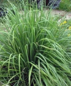 Lemon Grass Seeds – 50 Cymbopogon Herb Seeds – Perennial for Culinary & Medicinal Use - Image 1