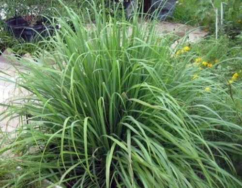 Lemon Grass Seeds – 50 Cymbopogon Herb Seeds – Perennial for Culinary & Medicinal Use - Image 1