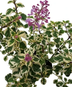 Lemon Lime Kandy Kisses Live Plant - Hemizygia - 2.5