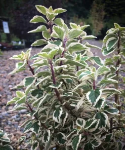 Lemon Lime Kandy Kisses Live Plant - Hemizygia - 2.5