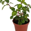 Lemon Lime Kandy Kisses Live Plant - Hemizygia - 2.5" Pot - Indoor/Outdoor - Image 1