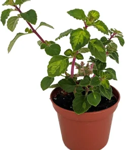 Lemon Lime Kandy Kisses Live Plant - Hemizygia - 2.5