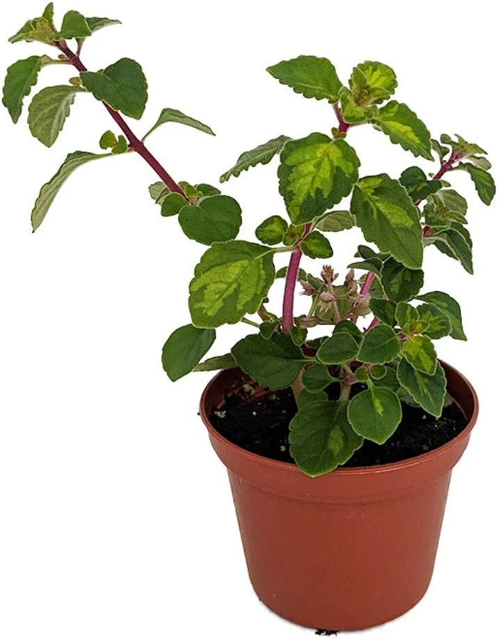 Lemon Lime Kandy Kisses Live Plant - Hemizygia - 2.5" Pot - Indoor/Outdoor - Image 1