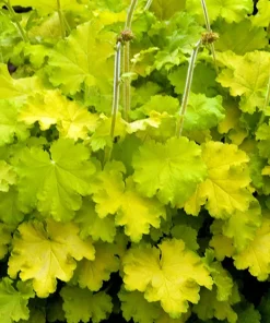 Lemon Love Coral Bells Heuchera Live Plant - Gallon Pot - Zones 4-9 - Image 2