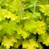 Lemon Love Coral Bells Heuchera Live Plant - Gallon Pot - Zones 4-9 - Image 1