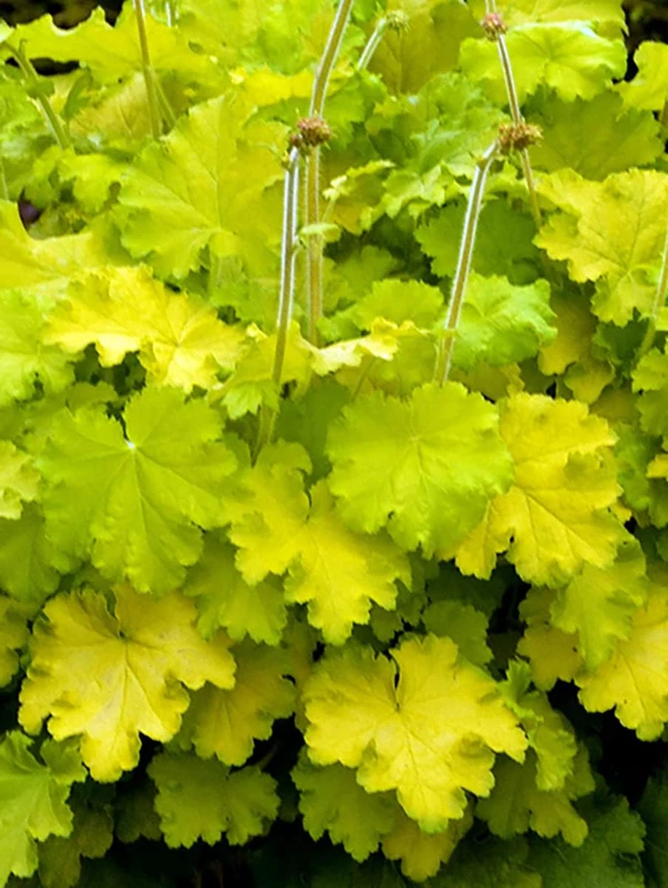 Lemon Love Coral Bells Heuchera Live Plant - Gallon Pot - Zones 4-9 - Image 1