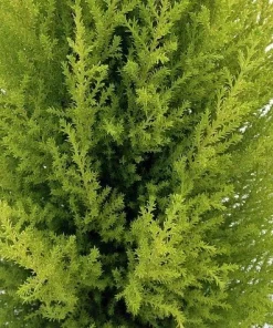 Lemon Scented Goldcrest Cypress Live Plant – 4.5 inch Pot – Indoor/Outdoor - Image 2