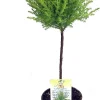 Lemon Scented Goldcrest Cypress Live Plant – 4.5 inch Pot – Indoor/Outdoor - Image 1