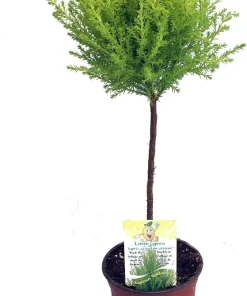 Lemon Scented Goldcrest Cypress Live Plant – 4.5 inch Pot – Indoor/Outdoor - Image 1