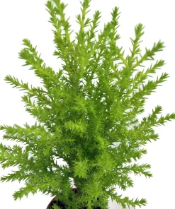 Lemon Scented Goldcrest Cypress Tree Live Plant – 2.5" Pot – Indoor/Outdoor - Image 2