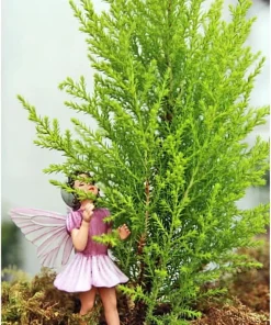 Lemon Scented Goldcrest Cypress Tree Live Plant – 2.5