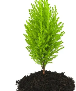 Lemon Scented Goldcrest Cypress Tree Live Plant – 2.5