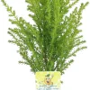 Lemon Scented Goldcrest Cypress Tree Live Plant – 2.5" Pot – Indoor/Outdoor - Image 1