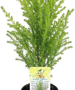 Lemon Scented Goldcrest Cypress Tree Live Plant – 2.5