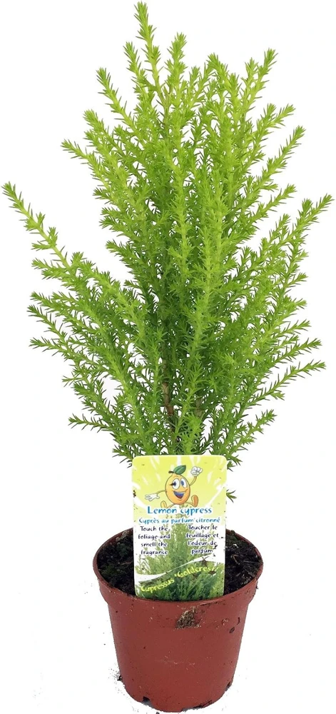 Lemon Scented Goldcrest Cypress Tree Live Plant – 2.5" Pot – Indoor/Outdoor - Image 1