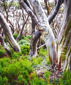 Lemon Scented Gum Eucalyptus Seeds or Live Plant - Fragrant Evergreen - Image 2