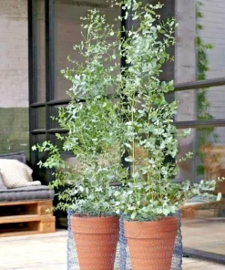 Lemon Scented Gum Eucalyptus Seeds or Live Plant - Fragrant Evergreen - Image 3