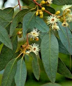 Lemon Scented Gum Eucalyptus Seeds or Live Plant - Fragrant Evergreen - Image 4