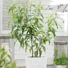 Lemon Scented Gum Eucalyptus Seeds or Live Plant - Fragrant Evergreen - Image 1