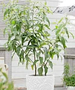 Lemon Scented Gum Eucalyptus Seeds or Live Plant - Fragrant Evergreen - Image 1