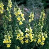 Lemon Sherbet Snapdragon Flower Seeds - 50 Seeds Perennial - Image 1
