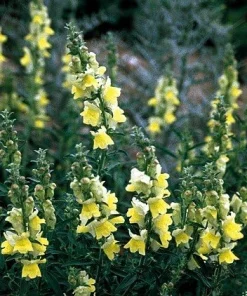 Lemon Sherbet Snapdragon Flower Seeds - 50 Seeds Perennial - Image 1