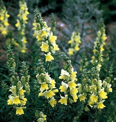 Lemon Sherbet Snapdragon Flower Seeds - 50 Seeds Perennial - Image 1