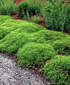 Lemon Thyme Live Plant - 3" Pot - Fragrant Culinary Herb for Garden & Kitchen - Image 2