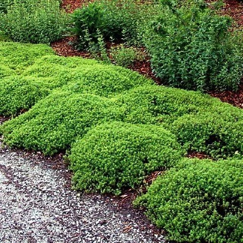 Lemon Thyme Live Plant - 3" Pot - Fragrant Culinary Herb for Garden & Kitchen - Image 2