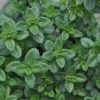 Lemon Thyme Live Plant - 3" Pot - Fragrant Culinary Herb for Garden & Kitchen - Image 1