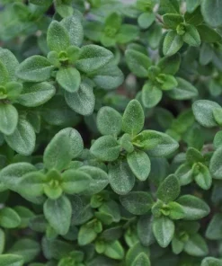 Lemon Thyme Live Plant - 3