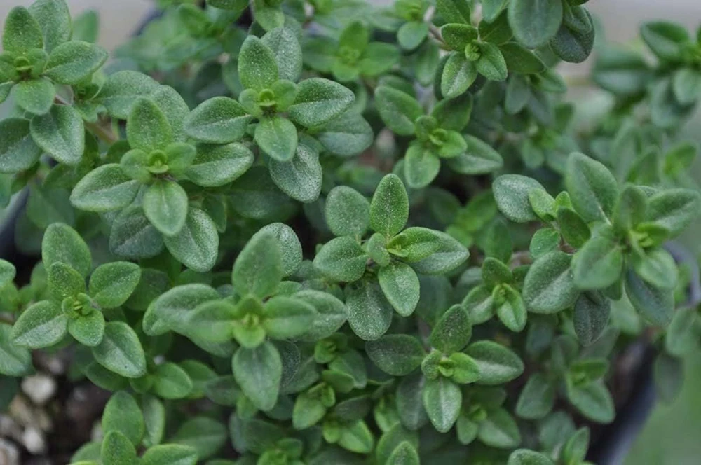 Lemon Thyme Live Plant - 3" Pot - Fragrant Culinary Herb for Garden & Kitchen - Image 1