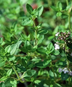 Lemon Thyme Live Plant - 3